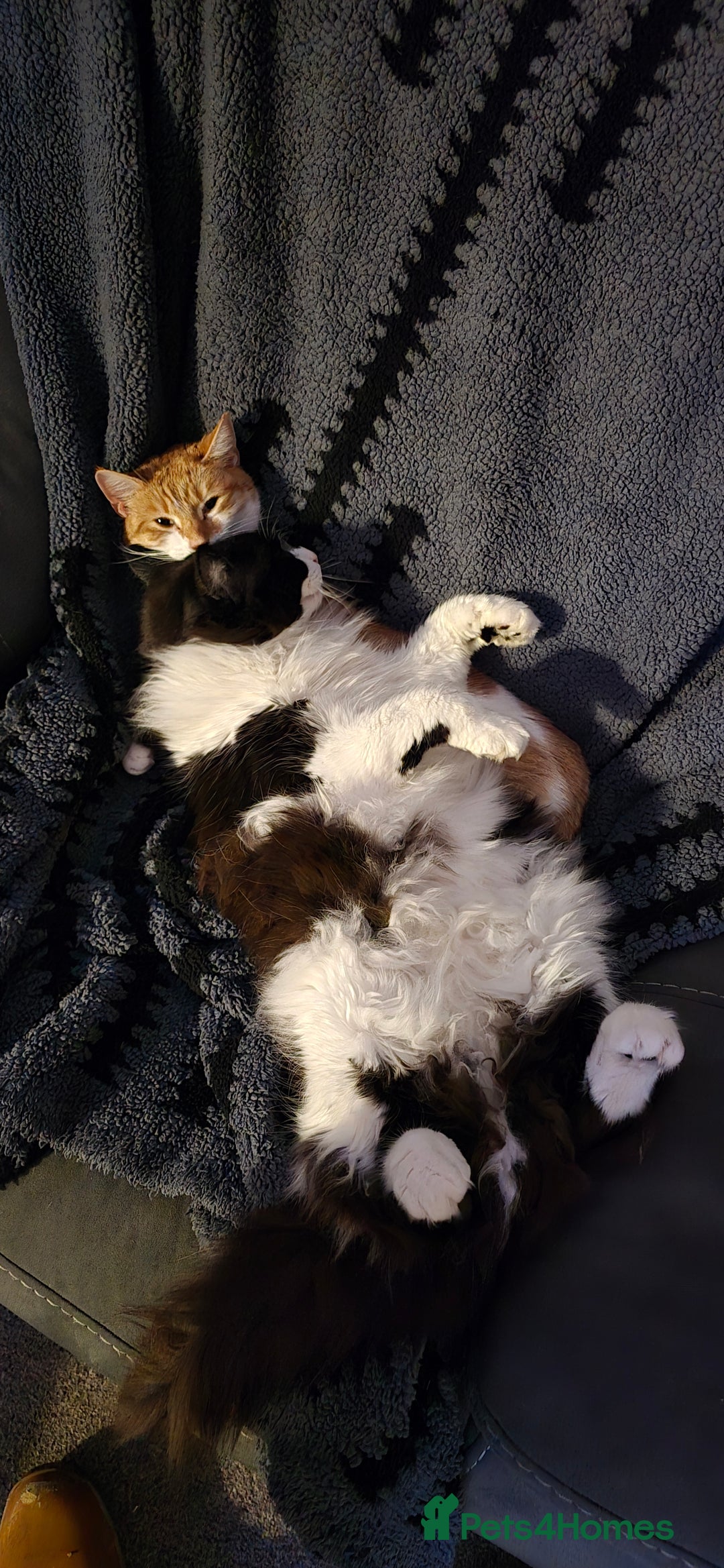 British Longhair cats for sale: Three beautiful kittens left  - Advert 11