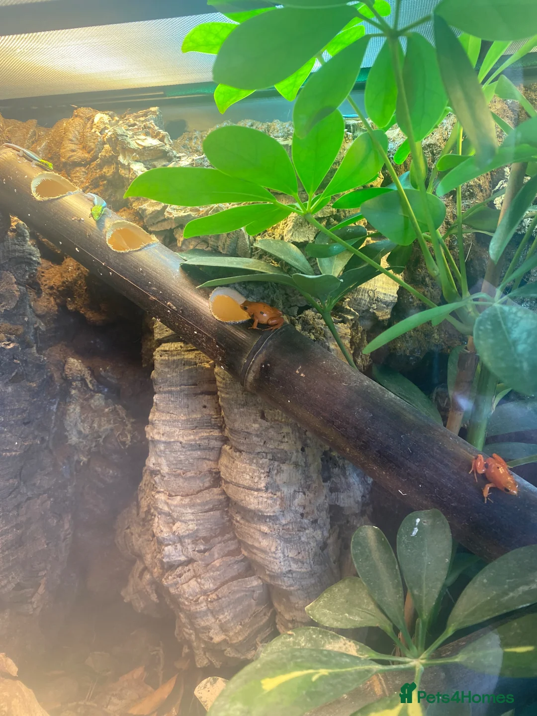 Frog reptiles for sale: Golden Mantellas - Advert 2