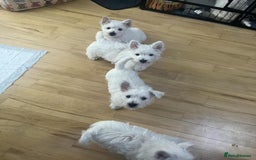 West Highland Terrier dogs for sale: FULLY HEALTH TESTED PUPPIES - Image 1