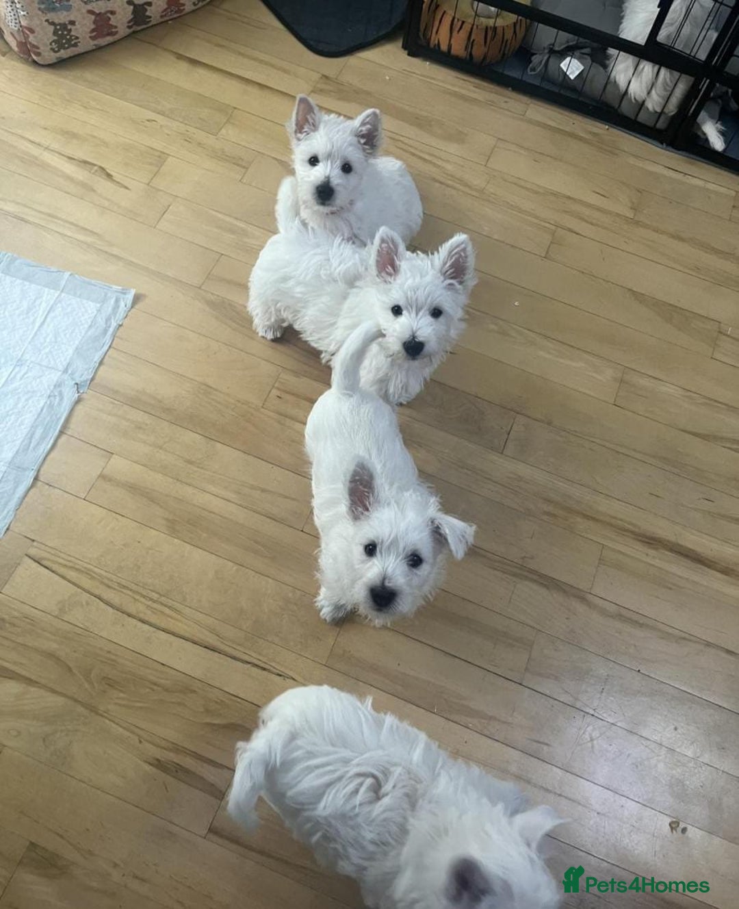 West Highland Terrier dogs for sale: FULLY HEALTH TESTED PUPPIES - Image 1