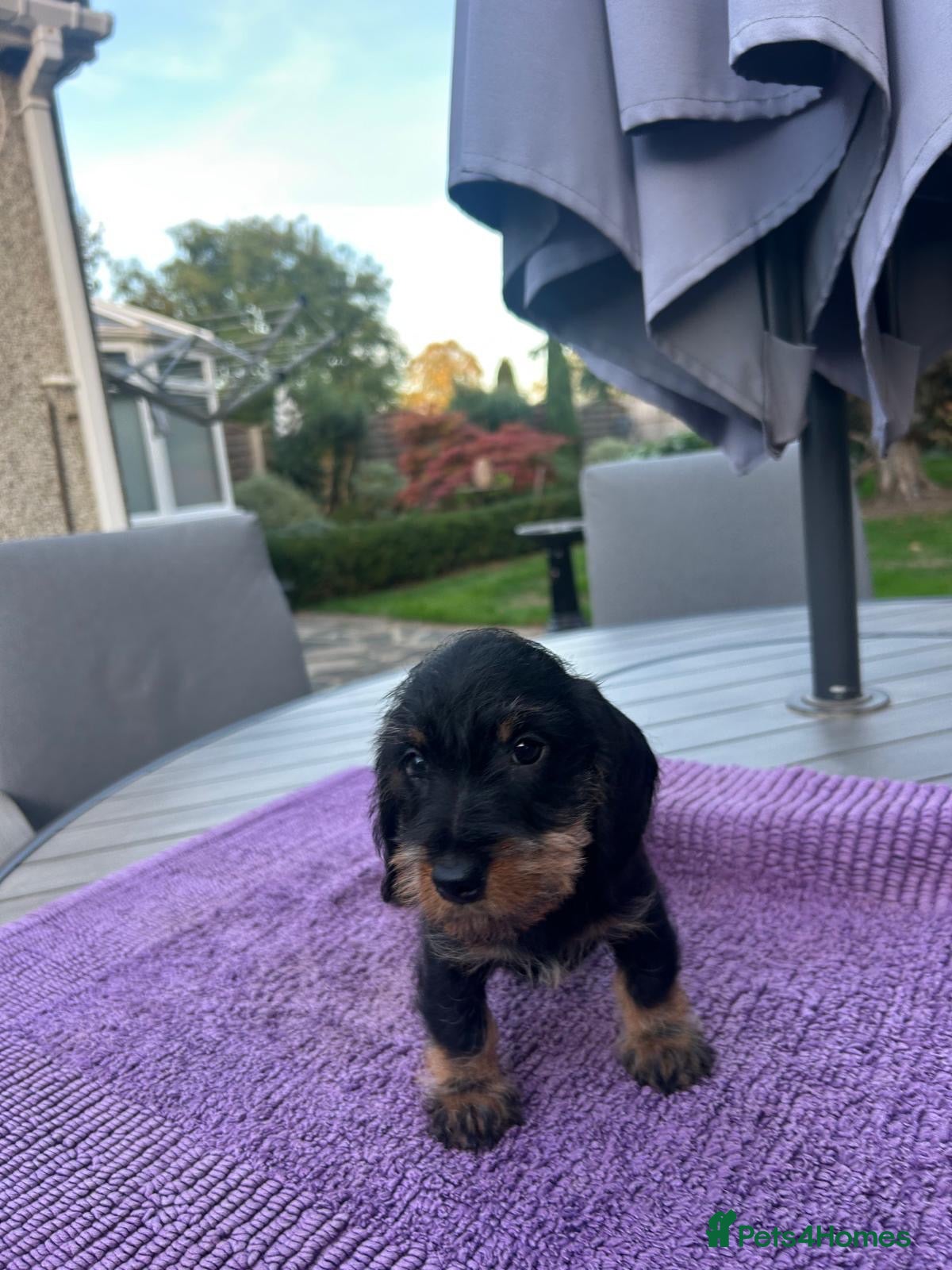 Miniature Dachshund dogs  🐾 Wired Hair Miniature Dachshund Puppies 🐾 - Advert 2