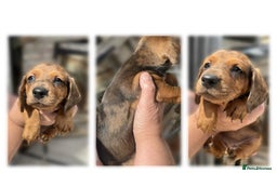 Dachshund dogs for sale: 6 beautiful Dapple Dachshunds left - Image 7