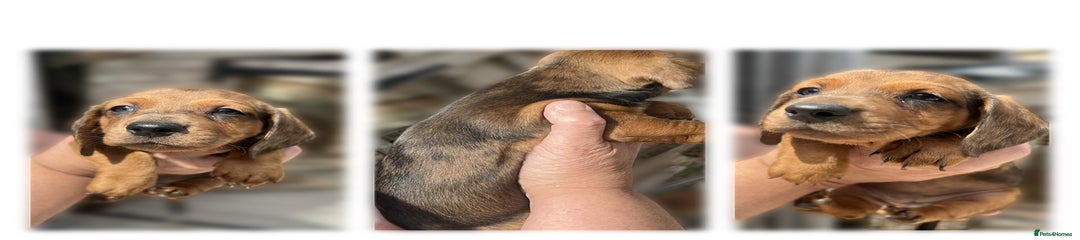 Dachshund Puppy 6