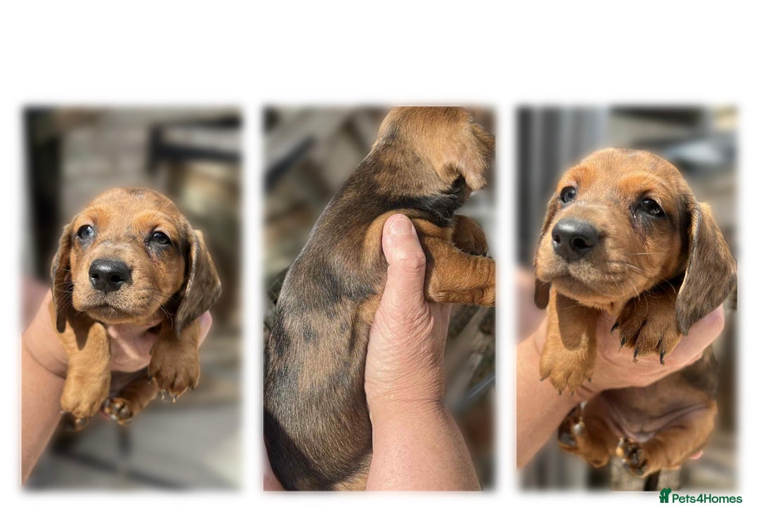 Dachshund dogs for sale: 6 beautiful Dapple Dachshunds left - Image 7