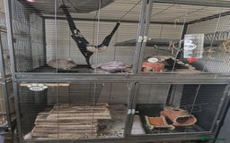 Chinchilla rodents for sale: Chinchillas for sale - Image 15