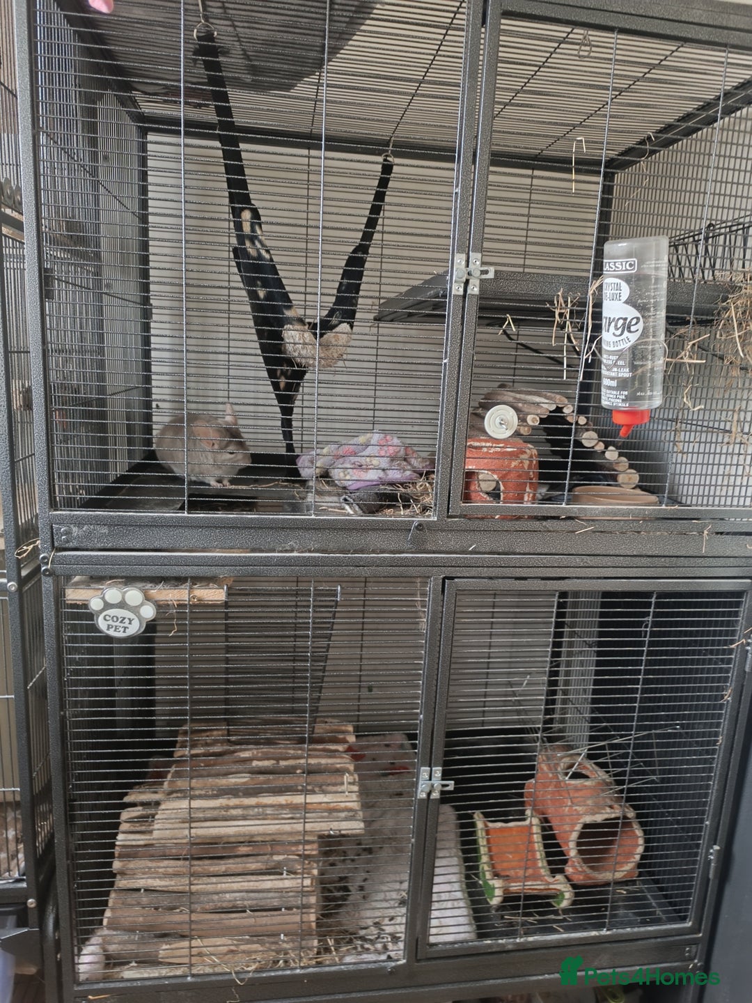 Chinchilla rodents for sale: Chinchillas for sale - Image 15