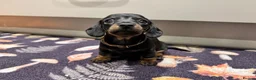 Miniature Dachshund dogs for sale: Ready to go Today!! Mini Dachshund Puppies 🐾  - Advert 14