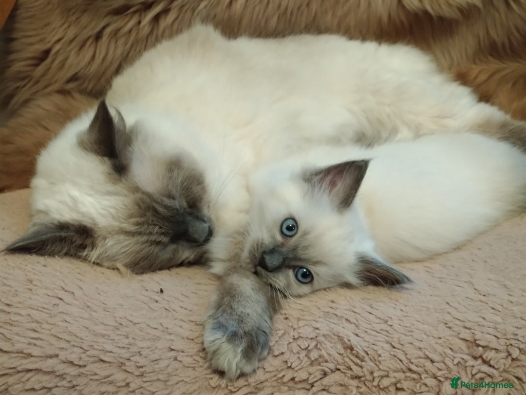 Ragdoll cats for sale: Blue point purebred ragdoll girl  - Image 18