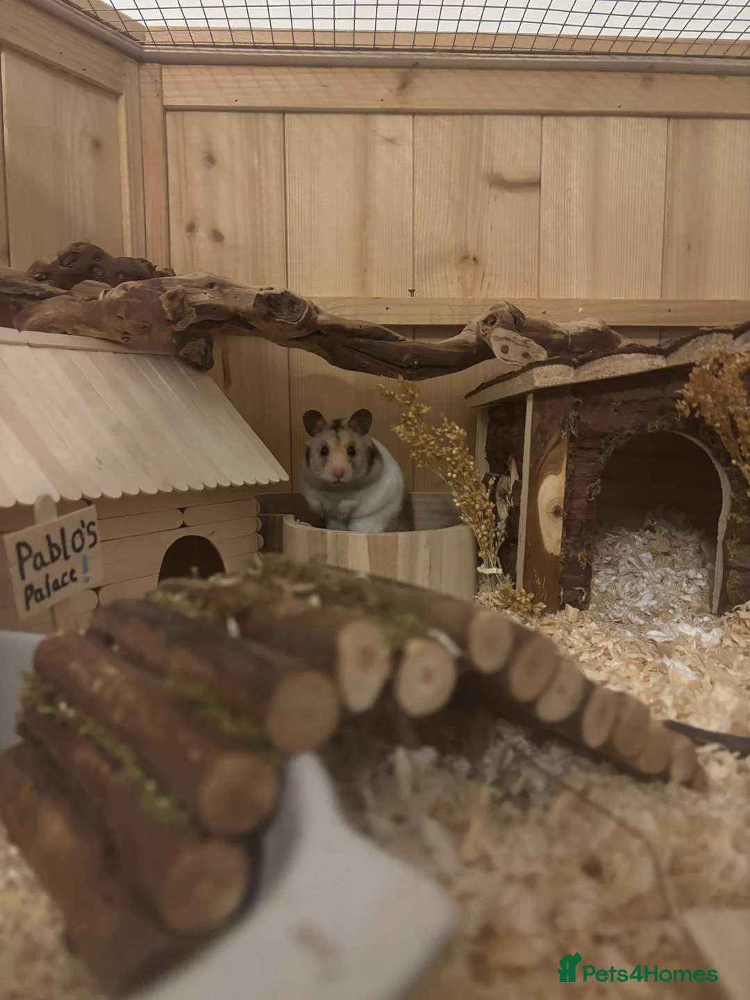 Hamster rodents for sale: male syrian hamster  - Advert 4