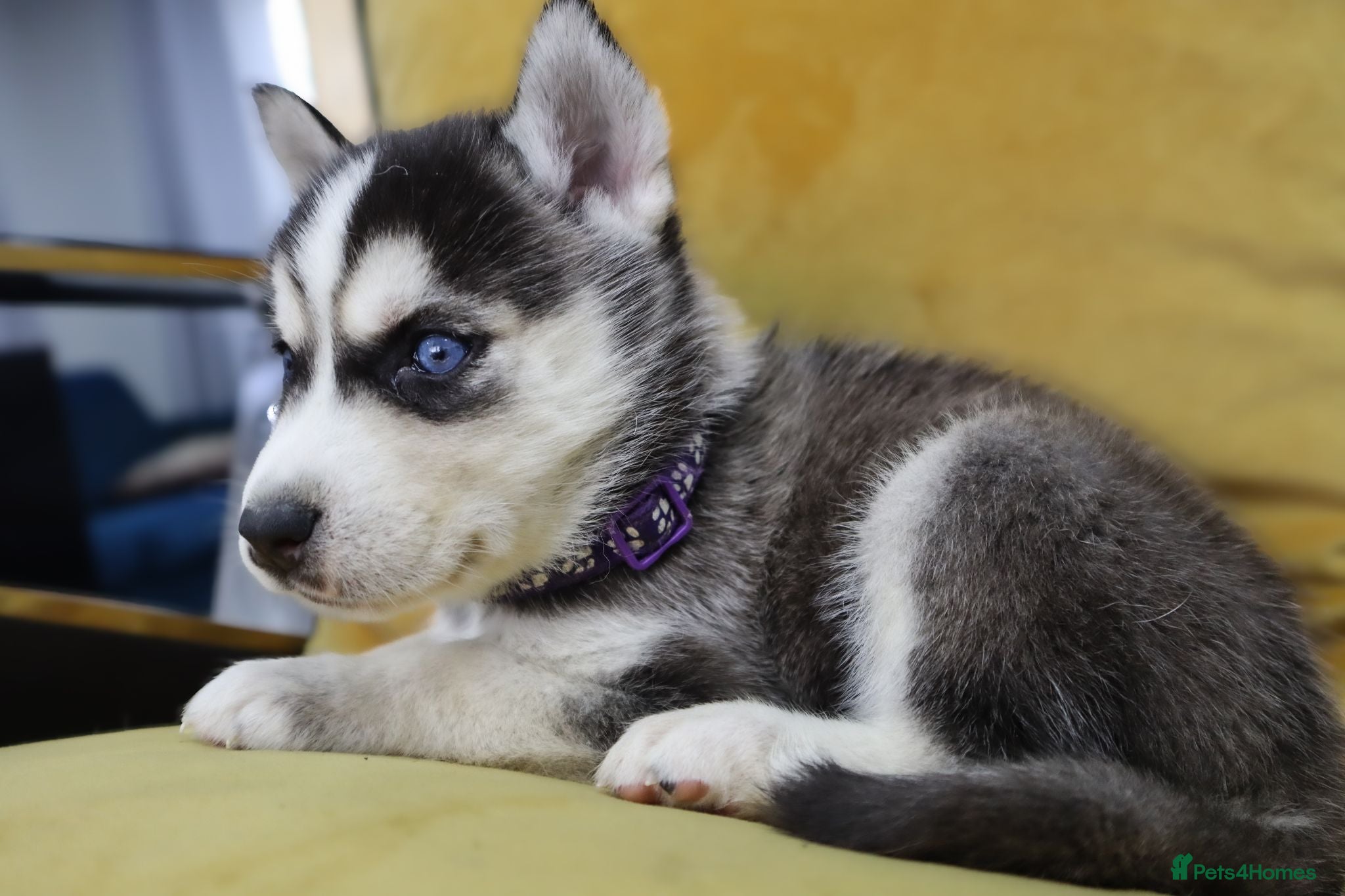 Siberian Husky dogs 7 Siberian Husky puppies - Advert 4