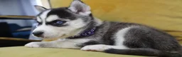 Siberian Husky dogs for sale: Purebred Huskies puppies READY TO GO TO NEW HOME  - Advert 13