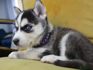 Siberian Husky dogs 7 Siberian Husky puppies - Advert 5