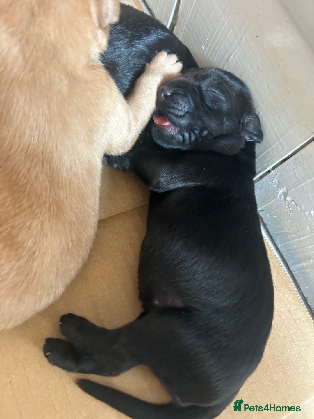 Springador dogs for sale: 3/4 Labrador (Springador x Labrador) Pups for Sale - Image 13