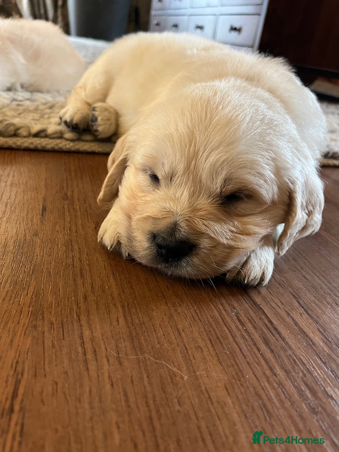 Golden Retriever dogs for sale: KC registered Golden Retriever puppies  - Advert 2