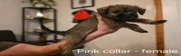 Mixed Breed dogs for sale: Miniature Schnauzer x Border Terrier puppies - Advert 15