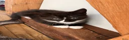 Maine Coon cats for sale: Maine coon cross kittens in Melksham - Advert 28