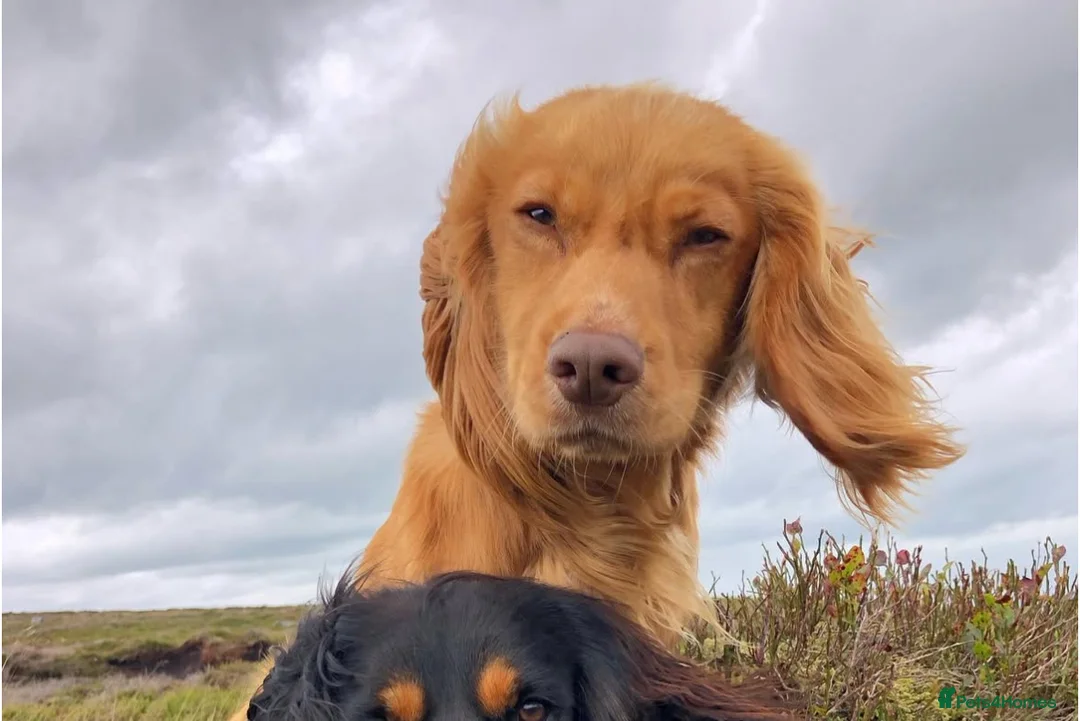 Cocker Spaniel dogs for sale: Cocker spaniel puppies - Advert 8