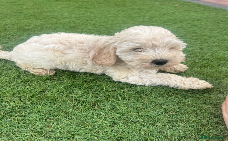 Cockapoo dogs - Advert 1