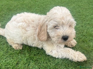 Cockapoo dogs - Advert 24