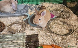Mixed Breed rabbits for sale: Two cute male bunny rabbits in Chesham - Image 3