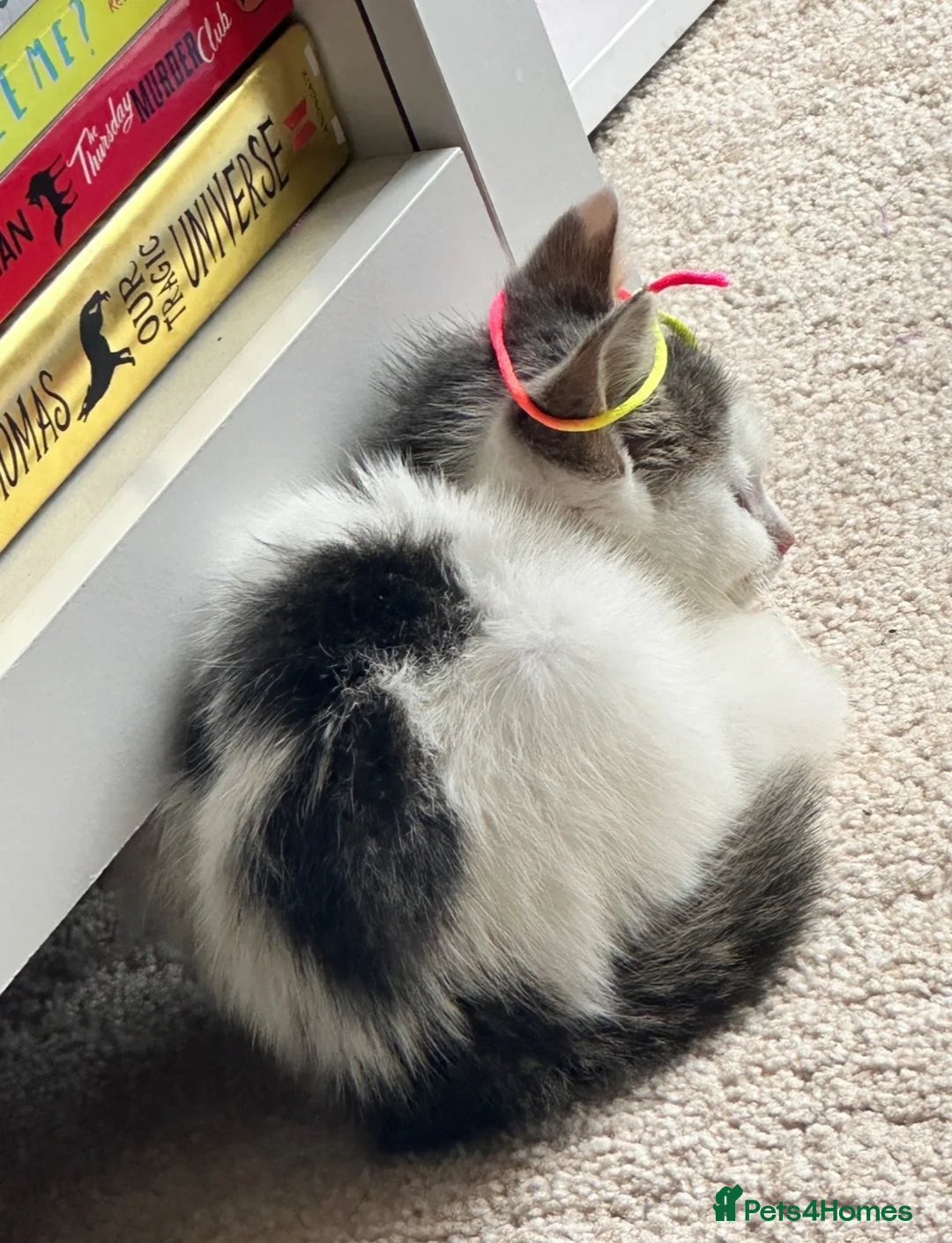 Mixed Breed cats for sale: Lovely male kitten - Advert 1