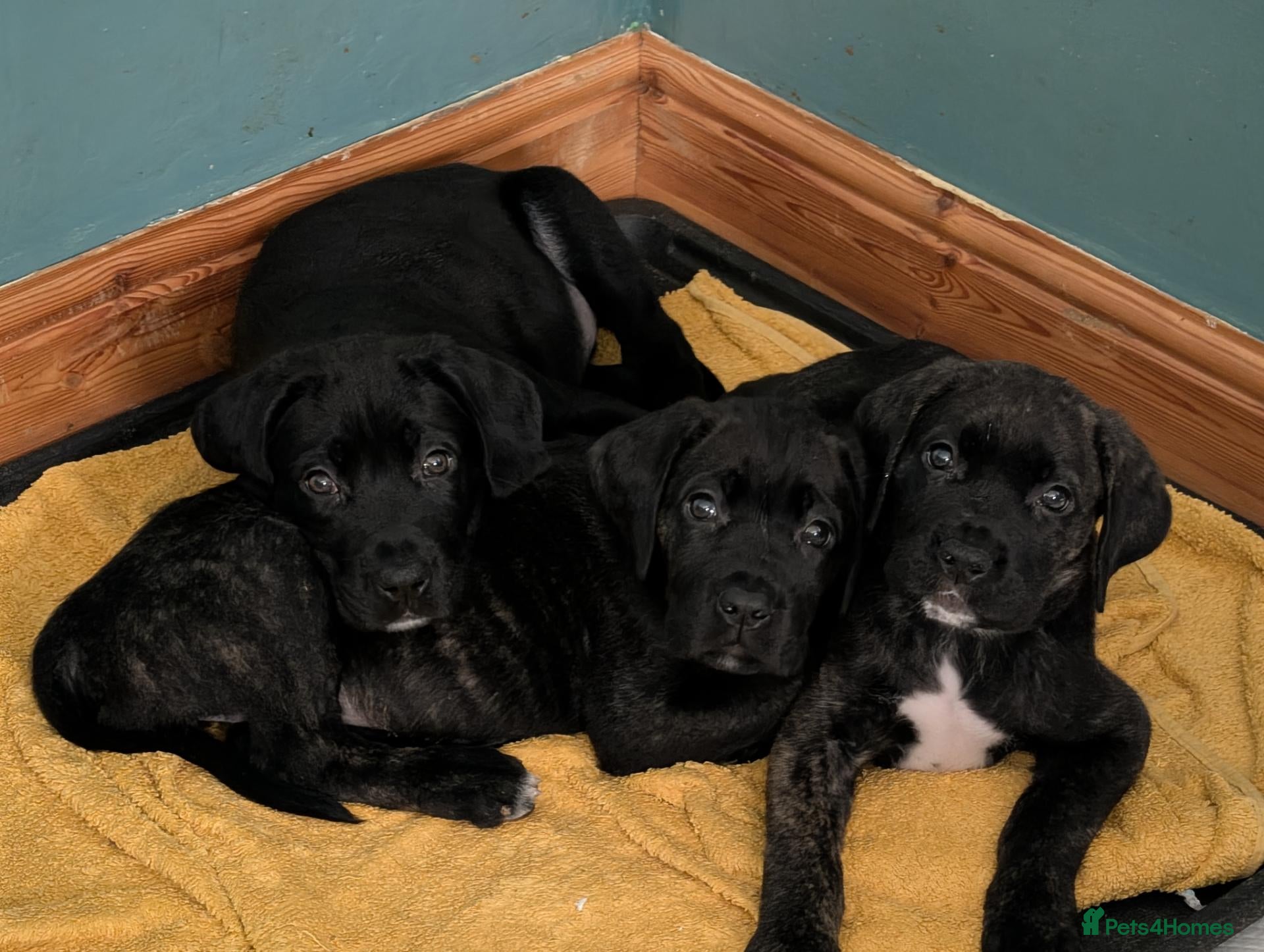 Cane Corso dogs Beautiful Purebred Cane corso puppies - Advert 18