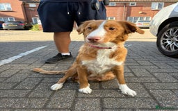Mixed Breed dogs for sale: Beautiful pups for sale  - Image 11