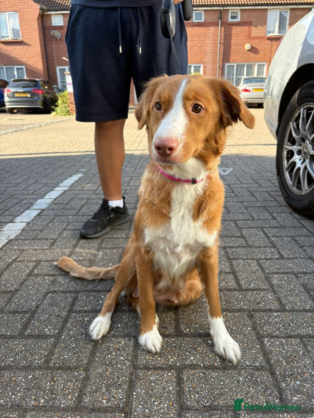 Mixed Breed dogs for sale: Beautiful pups for sale  - Image 11