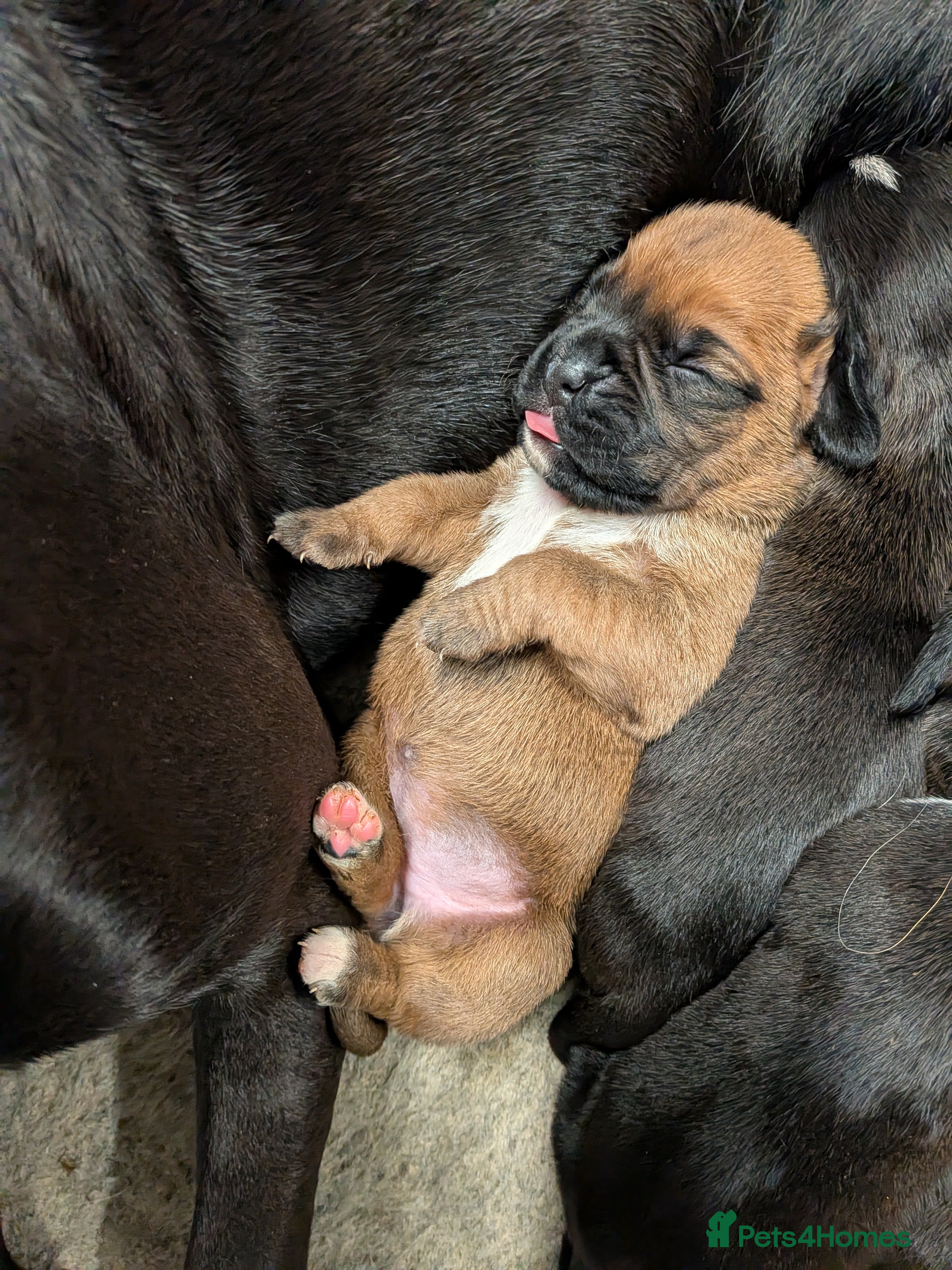 Boxer dogs Stunning KC registered boxer puppies  - Advert 2