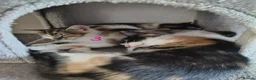 Mixed Breed cats for sale: GORGEOUS CALICO SISTERS! - Advert 5