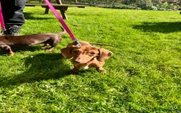 Miniature Dachshund dogs for sale: 2 and 4 year old female miniature dachshunds - Advert 5