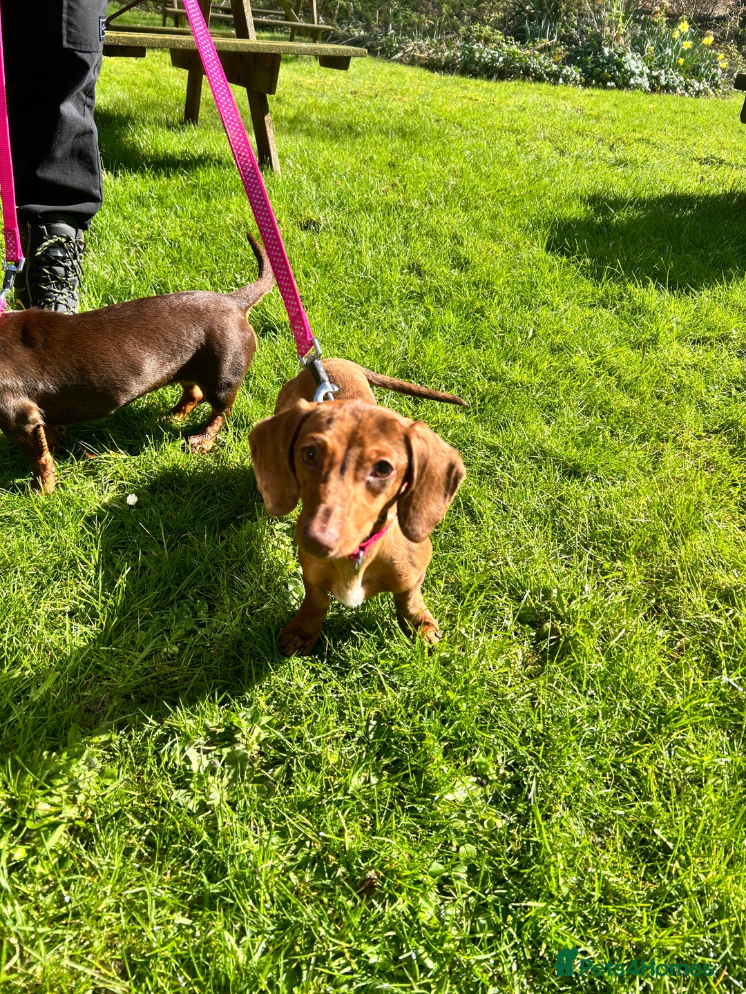 Miniature Dachshund dogs for sale: 2 and 4 year old female miniature dachshunds - Advert 5