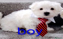 Maltese dogs for sale: Pure Maltese puppies ❤️❤️💙 - Image 4