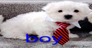 Maltese dogs - Advert 5