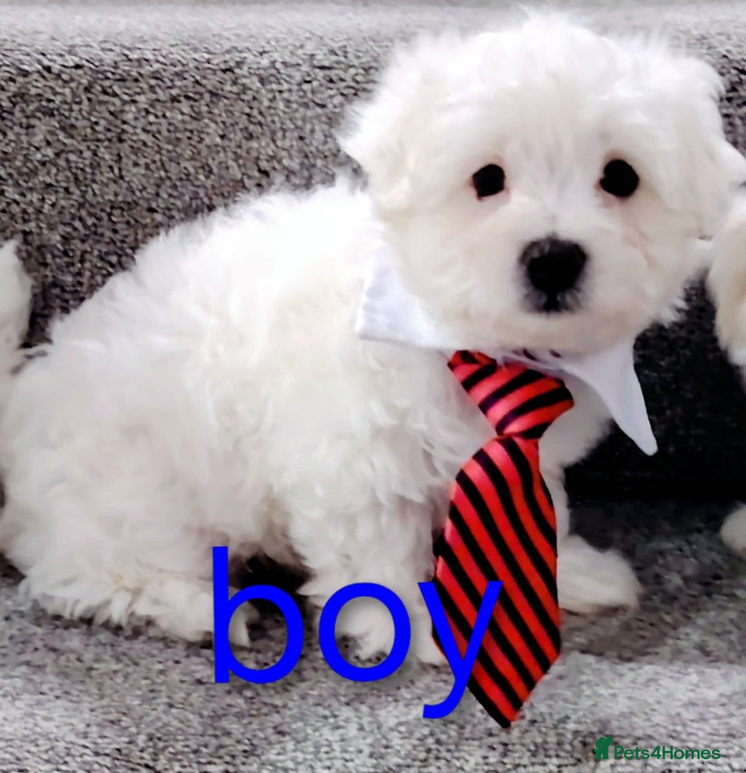 Maltese dogs for sale: Pure Maltese puppies ❤️❤️💙 - Image 4