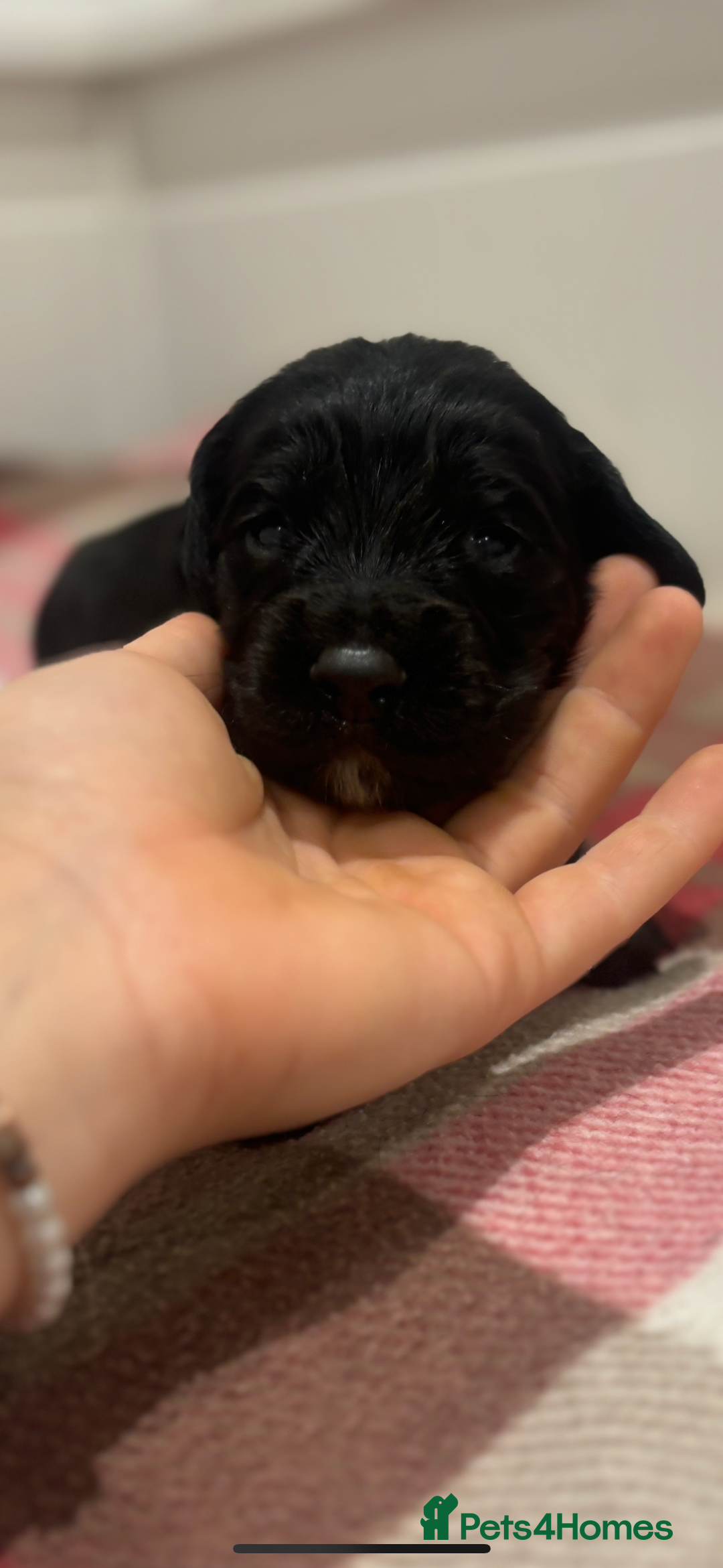 Cocker Spaniel dogs for sale: Kc registered working cocker spaniel - Image 7