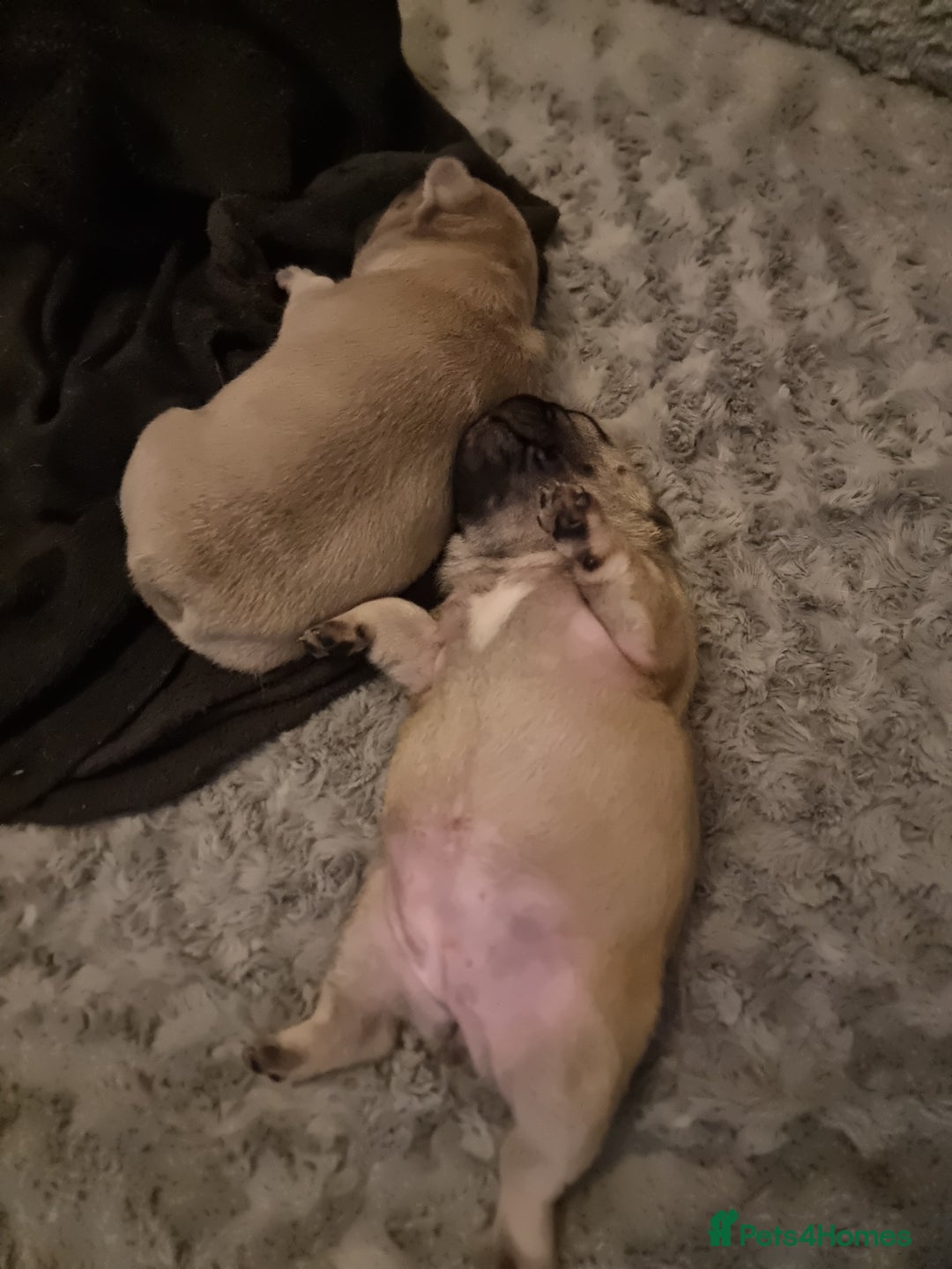 French Bulldog dogs for sale: Beautiful chunky frenchie puppies - Advert 19
