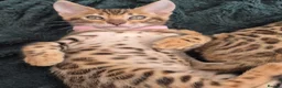 Bengal cats for sale: TICA Registered Bengal Kittens - Advert 14