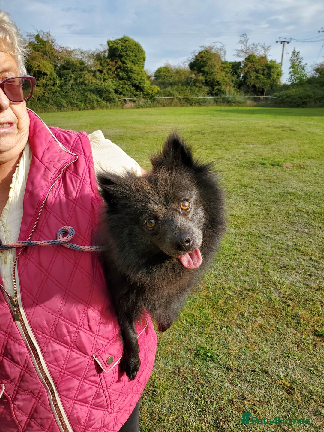 German Spitz dogs for sale: Bluey & Bingo looking for Loving Homes.  - Advert 32
