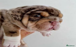 English Bulldog dogs for sale: Beautiful English bulldog puppies  - Advert 6