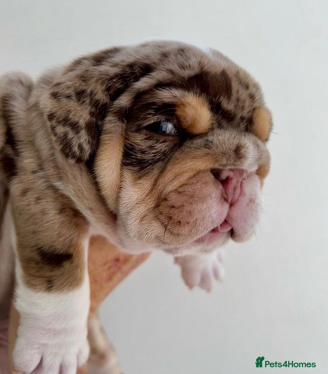 English Bulldog dogs for sale: Beautiful English bulldog puppies  - Advert 6