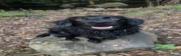 Cockerdor dogs for sale: Shadow in Rotherham - Advert 3