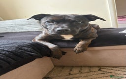 Staffordshire Bull Terrier dogs for sale: Kira  - Image 3