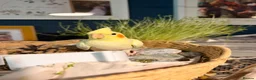 Cockatiels birds for sale: Beautiful hand-tame lutino Cockatiel  in Westbury - Advert 10