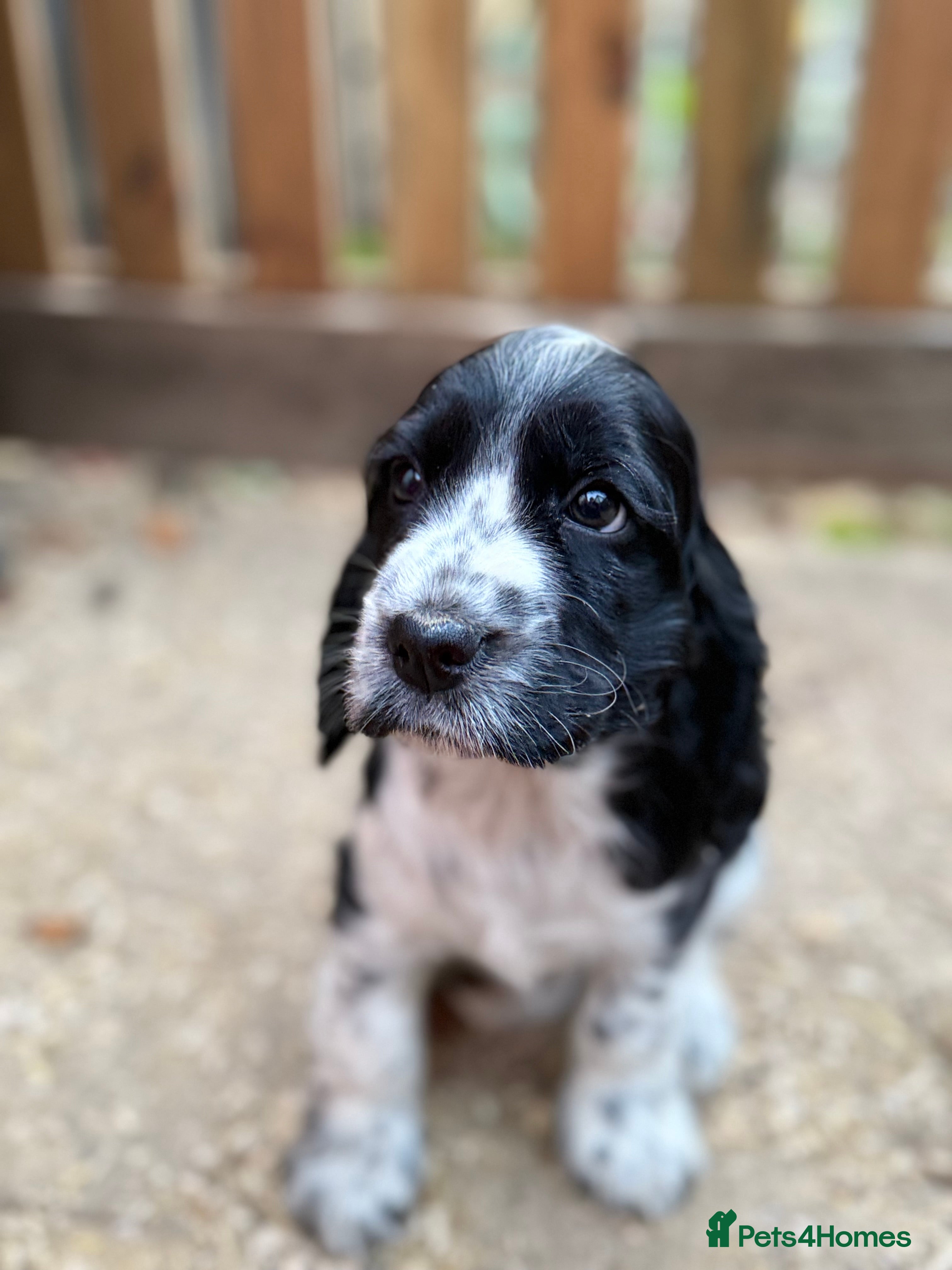 Cocker Spaniel dogs READY TO GO- REDUCED Stunning KC Pups - Advert 2