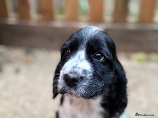 Cocker Spaniel dogs READY TO GO- REDUCED Stunning KC Pups - Advert 2