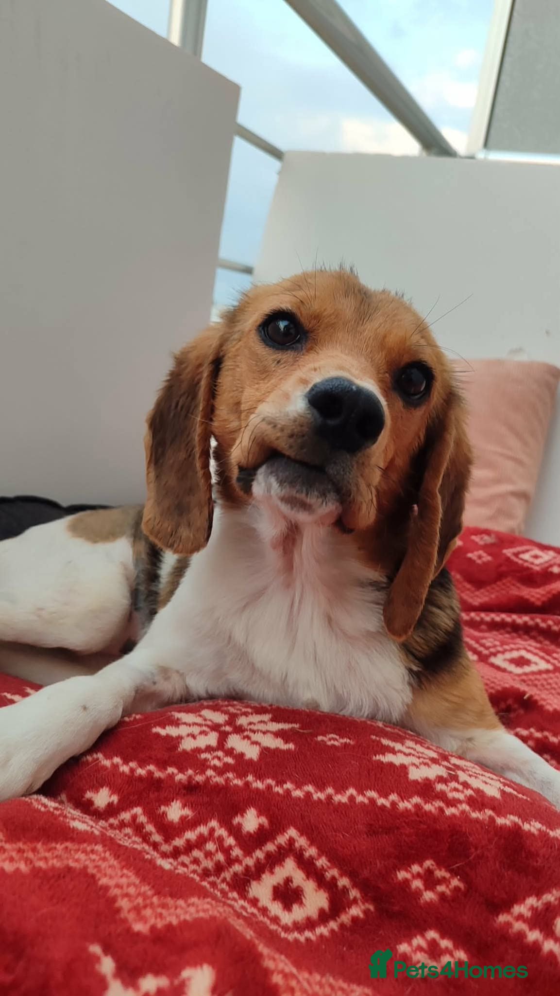 Beagle dogs Masha - Advert 17
