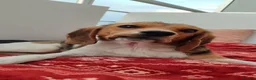 Beagle dogs for adoption: Masha - Advert 1