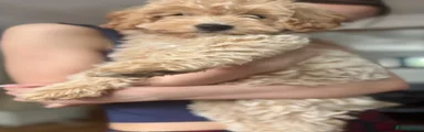 Cavapoochon 1