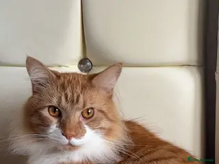 Mixed Breed cats Mixed Breed Ginger Cat - Advert 1